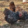 Jubilee Orpington Chickens