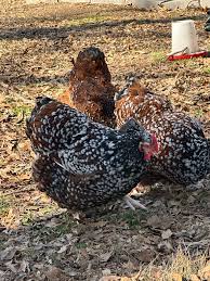 Jubilee Orpington Chickens