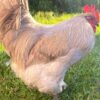 Lavender Orpington Rooster