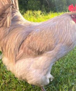 Lavender Orpington Rooster