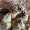 Light Brahma Chicks