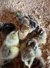 Light Brahma Chicks