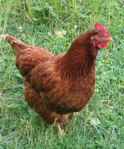 New Hampshire Chickens