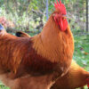 New Hampshire Rooster