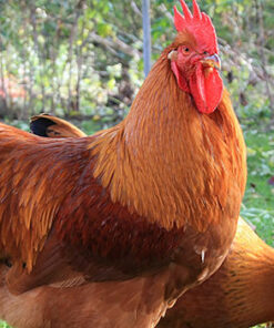 New Hampshire Rooster