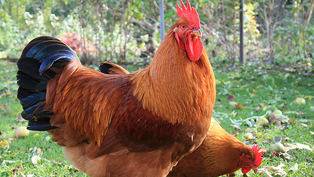 New Hampshire Rooster
