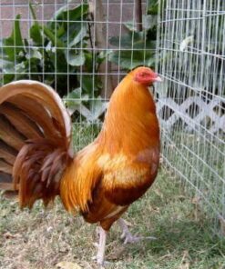pumpkin hulsey gamefowl for sale