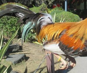 pumpkin hulsey gamefowl for sale