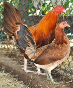 pumpkin hulsey gamefowl for sale