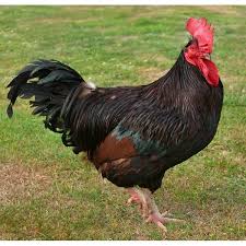 Rhode Island Red Rooster