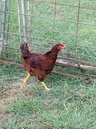 Rhode Island Red Hen for Sale – Heritage Brown Egg Layer