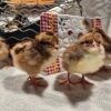 speckled sussex chicks