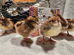 speckled sussex chicks