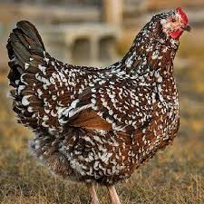 Speckled Sussex Roosters