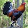yellow leg hatch gamefowl for sale