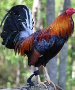 yellow leg hatch gamefowl for sale