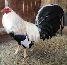 A majestic Frost Grey gamefowl rooster displaying silver hackles and a strong, muscular physique.