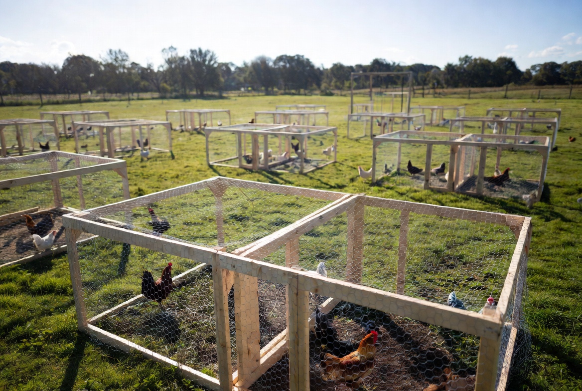 Gamefowl Breeding Programs