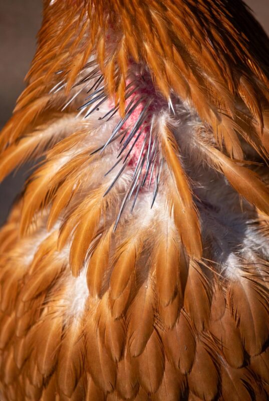 Molting Season